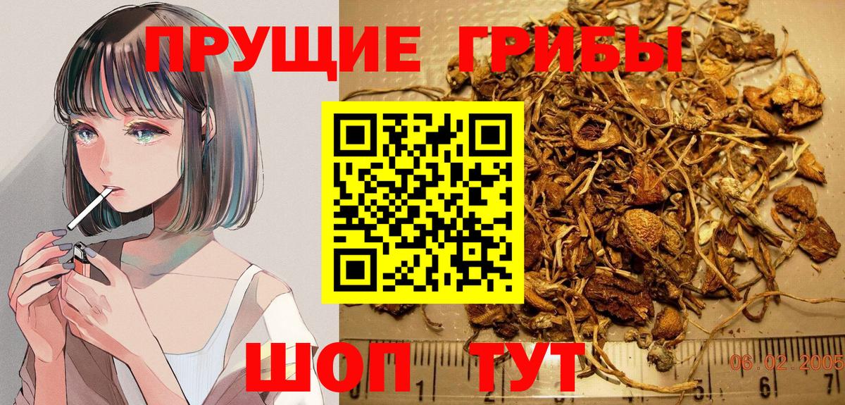 Медногорск  Псилоцибиновые грибы GOLDEN TEACHER  Псилоцибиновые грибы Psilocybe  Вход с VPN 